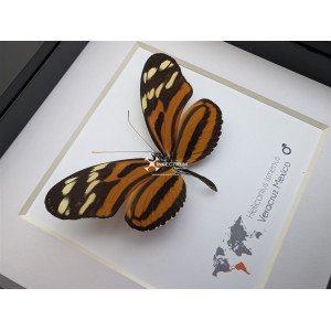 The Ismenus Longwing butterfly